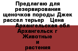 Предлагаю для резервирования щеночков породы Джек рассел терьер › Цена ­ 5 000 - Архангельская обл., Архангельск г. Животные и растения » Собаки   